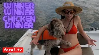 Trolling for Catfish with Chicken