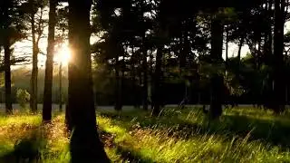 Walking on Soft Grass | Peaceful Footstep Sounds for Deep Relaxation