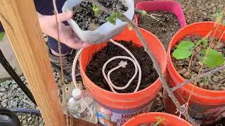 How to Install Capillary Wick Irrigation for a Kitchen Container Garden