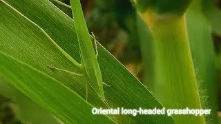 Oriental long-headed grasshopper .. 🦗🦗