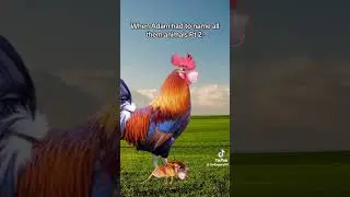 that time Adam had to name all those animals #funny #memes #itsdimpei #adam