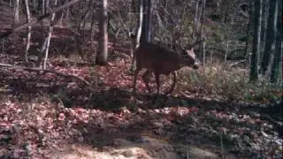 big kentucky bucks on trail cam
