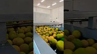 sorting grading of vegetables #agrimachines #sorting #grading #fruits #marketcommittee