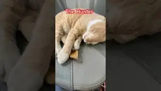 Хищник-кошка #кошка #любителиживотных #кошки #кошачьишорты #кошачьивидео #кошачьевидео #домашниеж...
