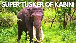 Biggest Tusker of Kabini | Kabini Jungle Safari | Nagarhole Tiger Reserve @ExplorerNaba