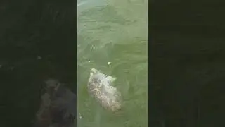 We trippin on Tripletail! #fishing #inshorefishing #saltwaterfishing #tripletail