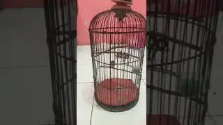 Baru belajar bukaan Rolling