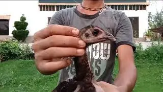 Pure Thai Aseel Chicks - Thailand Game Fowl - S Punjab