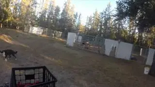 A Quick Kennel Tour