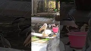 🦤Great white pelican🦢 #bird #birdslover #lovebirds #birds #Great white pelican