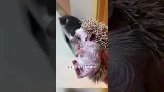 Save this premature baby hedgehog 🦔 #shortsvideo #pets #babyanimal #animals #rescue