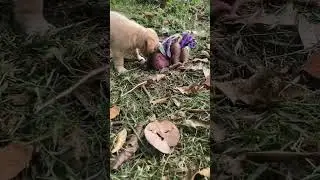The baby monkey and the dog are playing in the garden.