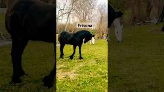 Llego la Frisona 🐎 #videos #texas #caballos #musica