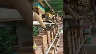 Peternakan Lebah Klanceng Terbaik dan Terbersih Di Indonesia