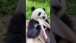 Cute Panda Eating Bamboo Shoots #viral #shorts