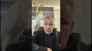Какаду пружинит хвост #какаду #cockatoo #birds #parrot #animals #говорящийпопугай #mysalon