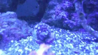 15 gal micro reef