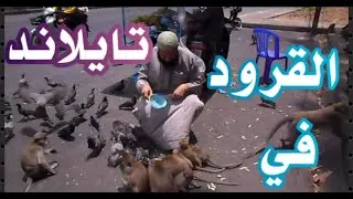 القرود تنظف السوق في تايلاند