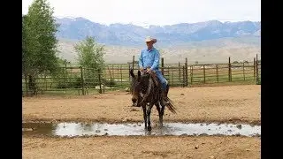 Top Gun - Hip #47 - Consigned By Bryan Mahoney - Jake Clark's Mule Days, June 18, 2017