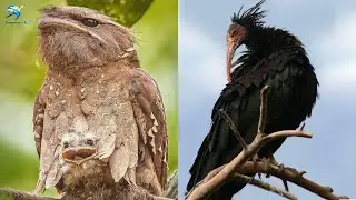 20 Loài Chim Kỳ Lạ Với Nghi Thức Tìm Bạn Tình Khiến Bạn Sững Sờ | Thiên Hà TV