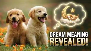 R&ecirc;ver de chien signification interpr&eacute;tation en islam