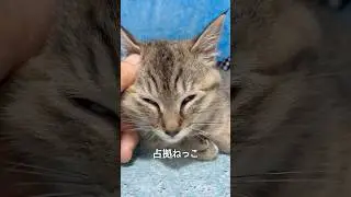 占拠ねっこ｜chinachan daily vlog 2026/01/07