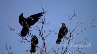 Ravens in Mythology