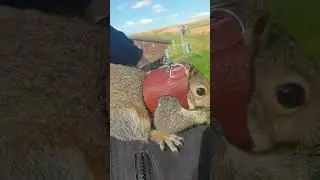 Squirell on a harness