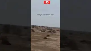 Watch the royal white falcon easily hunt the desert bird