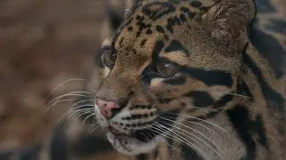 Little Rock Zoo Visit - Panasonic Leica 200mm f/2.8, Panasonic GH5 II VLOG-L