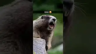 HAAI 😜 #shorts #youtubeshorts #animaltiktok #tiktok