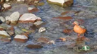 Torrent Duck Family - Peru Birding Tour