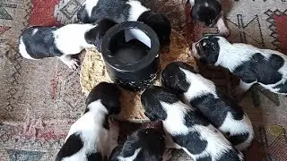 papinha para filhote de cachorro como preparar ( Teve urro do filhote ainda😍)