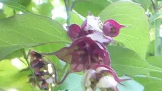 Pheasant Berry  - Leycesteria formosa - Fasanaber - Bl&oacute;mstrandi runnar - Skrautjurtir