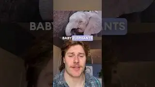 BABY ELEPHANTS DO WHAT?!