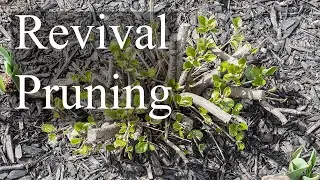 10 12 Revival or Rejuvenation Pruning?