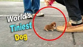 You&rsquo;ll Love these 20 Smallest Dog Breeds