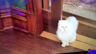 Stuart Little 2 - Snowbell Sings A Song Scene