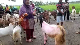 Pasar hewan pojok sukodono@kangssun