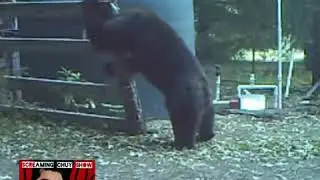 Black bear fun- Narrated by Screaming Chuy