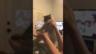 Cat plays The Office theme song