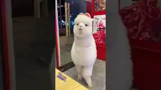 Llama sighting in the City