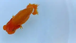 DSCF5599