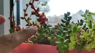 Dickblattgew&auml;chse / Crassulaceae in bloom