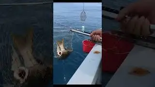 Fishing V-06 #fishing #fish #fishforkids  #fishingvideo #fishshort #fishchannel #fishfry #Fish