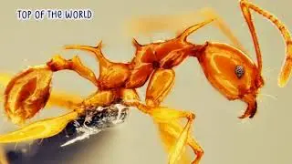 Top 3 Newly Discovered Animal Species You Didn't Know! Top of the World