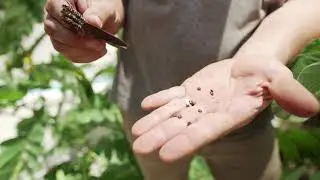 Plant Profile : Cassia Senna Alata