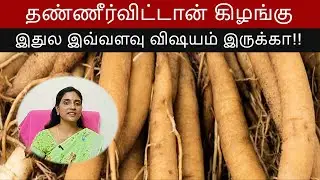 தண்ணீர்விட்டான் கிழங்கு / சதாவரி எதுக்கு எப்படி பயன்படுத்தனும் shatavari benefits