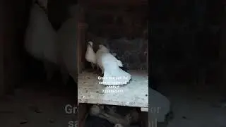 parava for sale #pegion #nagercoil #sale #tamil #pets #paravai #pura