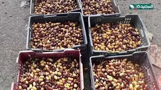 موسم الخريف حصاد التمور في حضرموت والبسر أشهر أنواعها